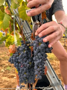 The Perfect Time for Harvest