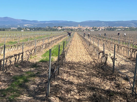 Spring in the Vineyards